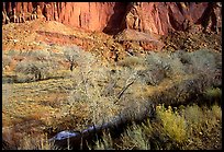 Sandstone cliffs and desert cottonwoods in winter. Capitol Reef National Park ( color)