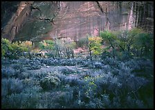 Sagebrush, trees, and cliffs with desert varnish at dusk. Capitol Reef National Park ( color)
