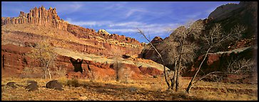 Cottonwoods in fall and Castle rock formation. Capitol Reef National Park (Panoramic color)
