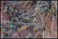 Close-up of ground with flowers, grasses and cactus. Capitol Reef National Park ( color)
