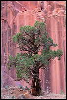 Tree and rock wall, Grand Wash. Capitol Reef National Park, Utah, USA. (color)