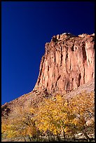 Cottonwods in fall foliage and tall cliffs near Fruita. Capitol Reef National Park, Utah, USA.