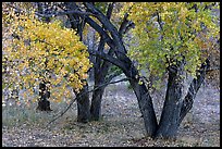 Orchard trees in fall colors, Fuita. Capitol Reef National Park, Utah, USA.
