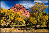 Fruita orchard and cliff in autumn. Capitol Reef National Park ( color)