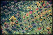 Orchard trees in autumn from above. Capitol Reef National Park ( color)