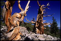 Bristlecone Pine trees, Wheeler Cirque, morning. Great Basin National Park, Nevada, USA.