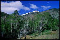 Trees and mountains, Baker Creek, morning spring. Great Basin National Park, Nevada, USA. (color)