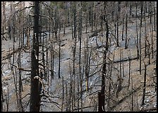 Forest of burned trees. Great Basin National Park, Nevada, USA. (color)