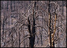 Burned trees on hillside. Great Basin National Park, Nevada, USA. (color)