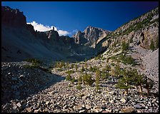 Bristlecone pine and morainic rocks, Wheeler Peak, morning. Great Basin National Park, Nevada, USA.