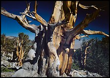 Bristelecone pine grove at the base of Wheeler Peak. Great Basin  National Park ( color)