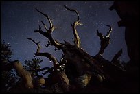 Twisted bristlecone pine and stars by night. Great Basin National Park ( color)