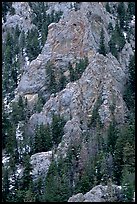 Limestone towers and pine trees near Lexington Arch. Great Basin National Park, Nevada, USA. (color)