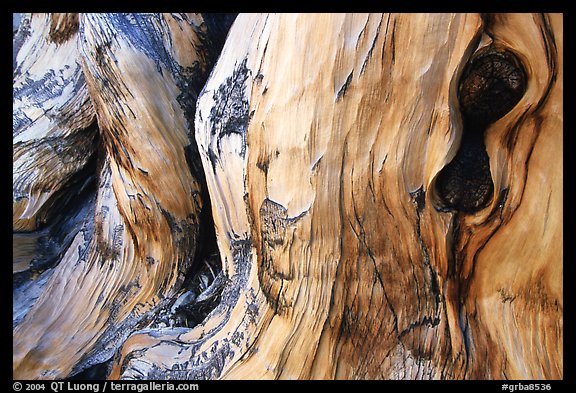 Detail of Bristlecone pine trunk. Great Basin National Park (color)