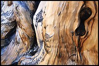 Detail of Bristlecone pine trunk. Great Basin National Park ( color)