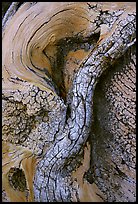 Bristlecone pine tree detail. Great Basin National Park ( color)