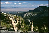 Bristlecone pine trees and Pole Canyon, afternoon. Great Basin National Park, Nevada, USA. (color)