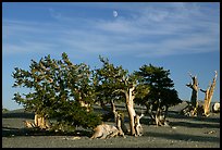Bristlecone Pine trees and moon, late afternoon. Great Basin National Park, Nevada, USA.