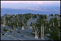 Bristlecone Pine trees grove, sunset. Great Basin National Park, Nevada, USA. (color)