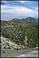 Slopes covered with Bristlecone Pine trees seen from Mt Washington, morning. Great Basin National Park ( color)