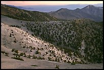 Slopes covered with Bristlecone Pines seen from Mt Washington, dawn. Great Basin National Park, Nevada, USA. (color)