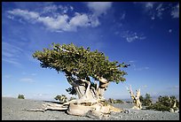 Twisted Bristlecone pine tree with Bonsai shape. Great Basin National Park ( color)