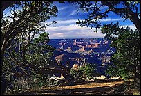 Grand Canyon framed by trees. Grand Canyon National Park ( color)