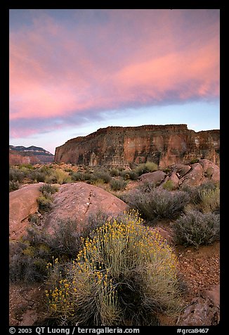 Sage flowers, wall, and cloud, Surprise Valley, sunset. Grand Canyon National Park, Arizona, USA.