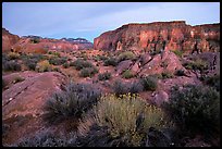 Flowers and mesas in Surprise Valley near Tapeats Creek, dusk. Grand Canyon National Park, Arizona, USA.