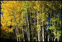 Aspens in  fall. Grand Canyon National Park ( color)