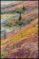 Fall color over shrub slopes. Mesa Verde National Park, Colorado, USA. (color)