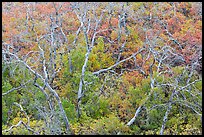 Twisted bare trees and brush with colorful fall foliage. Mesa Verde National Park, Colorado, USA.