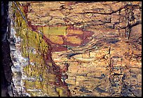 Colorful fossilized log close-up. Petrified Forest National Park, Arizona, USA. (color)