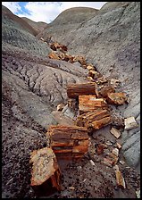 Triassic Era petrified logs and Blue Mesa. Petrified Forest National Park, Arizona, USA. (color)