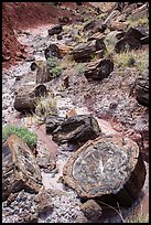 Logs of black petrified wood in Painted Desert. Petrified Forest National Park ( color)