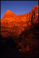 Cactus and Watchman at sunset. Zion National Park ( color)