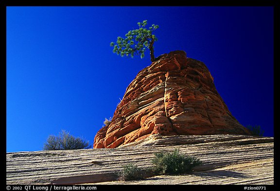 Lone pine on sandstone swirl, Mesa area. Zion National Park