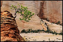 Lone pine on sandstone swirl and cliff, Zion Plateau. Zion National Park, Utah, USA. (color)