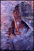 The Pulpit and bare trees, Zion Canyon. Zion National Park, Utah, USA. (color)