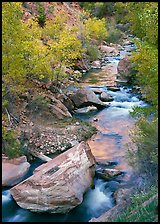 Boulders and Virgin River in  fall. Zion National Park ( color)