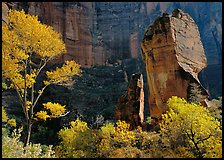 Tree in autumn foliage and the Pulpit, temple of Sinawava. Zion National Park ( color)