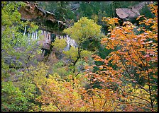 Cliff, waterfall, and trees in fall colors, near  first Emerald Pool. Zion National Park, Utah, USA. (color)