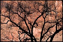 Dendritic pattern of tree branches against red cliffs. Zion National Park ( color)