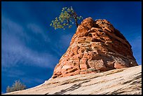 Twisted sandstone formation topped by tree. Zion National Park, Utah, USA. (color)