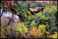 Sandstone cliff, waterfall, and trees in autum colors l. Zion National Park, Utah, USA. (color)