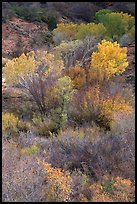 Trees in fall colors in a creek, Finger canyons of the Kolob. Zion National Park, Utah, USA.