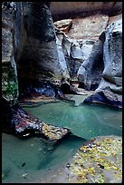Pools and sculptured sandstone walls, the Subway, Left Fork of the North Creek. Zion National Park, Utah, USA. (color)