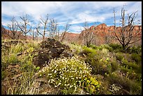 Wildflowers, cacti, and burned trees, Grapevine. Zion National Park ( color)