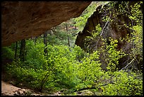 Verdant canyon, Upper Left Fork. Zion National Park ( color)