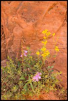 Wildflowers against sandstone cliff. Zion National Park ( color)